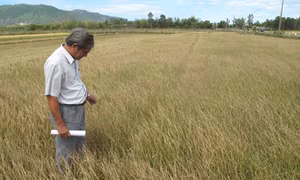 Bình Định
