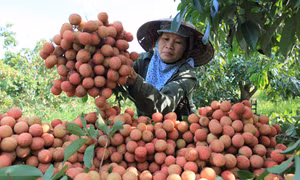 Chuẩn bị các điều kiện cần thiết để xuất khẩu vải quả tươi sang Nhật Bản
