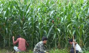 Lai Châu