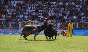 Trận đánh hấp dẫn nhất hội chọi trâu Đồ Sơn 2014