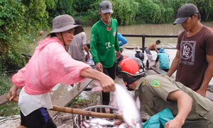 Năm 2014, sản lượng thủy sản ĐBSCL tăng hơn 400.000 tấn