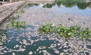 Đảm bảo người dân được sống trong môi trường trong lành
