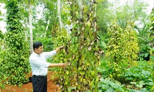 600ha tiêu Đồng Nai chết do mưa 