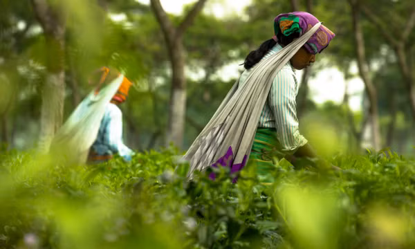 Người nông dân thu hoạch chè tại Bangladesh. Ảnh: Wikimedia Commons