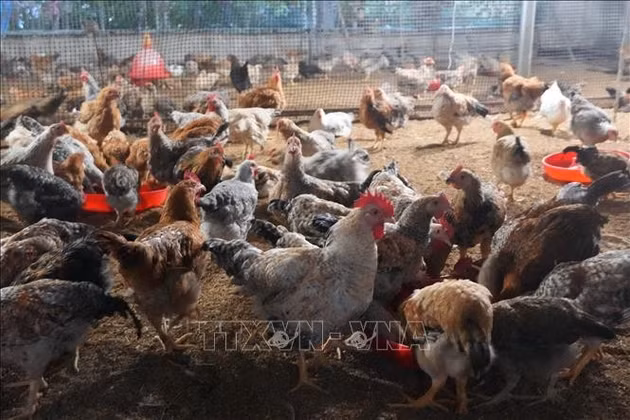Bảo tồn nguồn gen, mở rộng chăn nuôi gà sáu ngón Mẫu Sơn