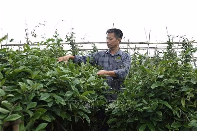 Hình thành các vùng dược liệu gắn với chế biến và xây dựng thương hiệu