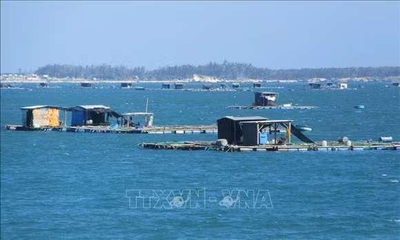 Mô hình nuôi biển đa bậc dinh dưỡng giúp giảm ô nhiễm môi trường