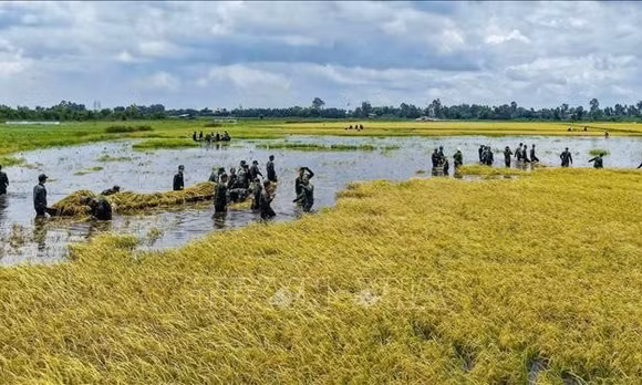Mưa lũ gây thiệt hại tại vùng Đồng Tháp Mười