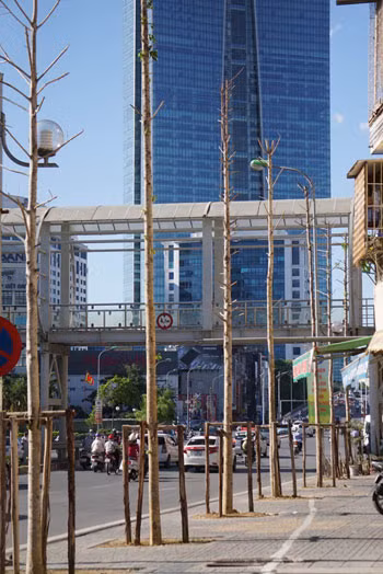 Hà Nội thay 247 cây mỡ trên đường Nguyễn Chí Thanh ảnh 1