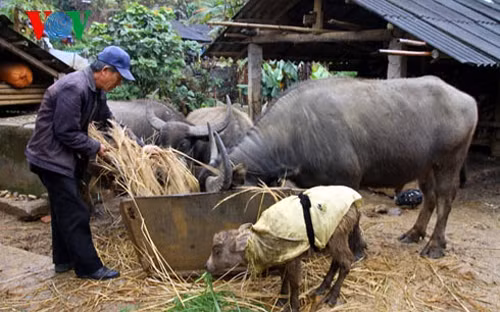 Chủ động ứng phó với thời tiết rét đậm hại ảnh 1