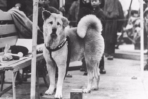 Hachiko – huyền thoại trung thành của nước Nhật ảnh 1