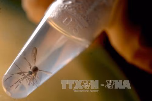 Số người nhiễm bệnh do virus Zika ở New Zealand tăng ảnh 1