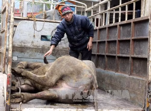 Hơn 12.700 con gia súc chết do đói, rét ảnh 1