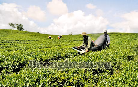 Người làm nên thương hiệu chè Mạc Điền ảnh 1