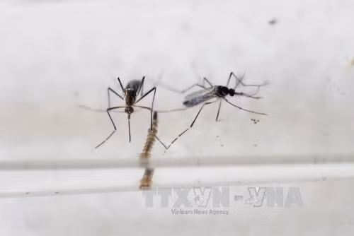 Bắt tay nghiên cứu vaccine phòng chống virus Zika ảnh 1