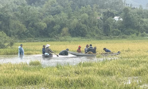 Đắk Lắk hỗ trợ thu hoạch lúa Hè Thu bị ngập do mưa lớn