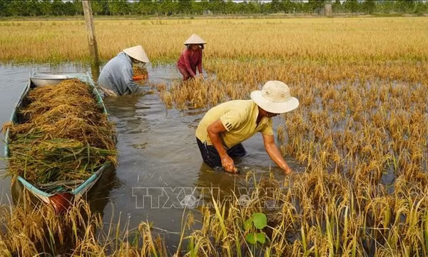Nước ngập sâu, nông dân Đồng Tháp gặp khó khi thu hoạch lúa