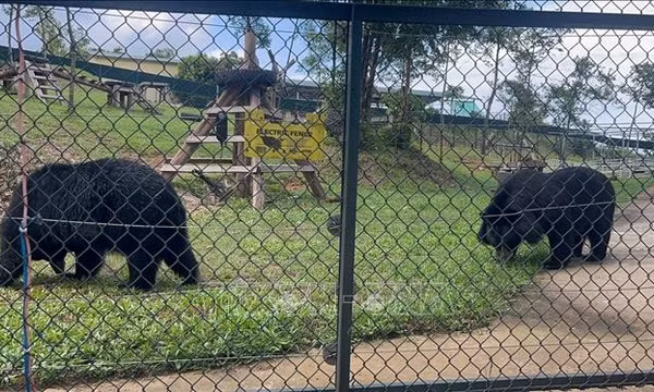 Hành trình tìm lại bình yên của những chú gấu tại Bạch Mã