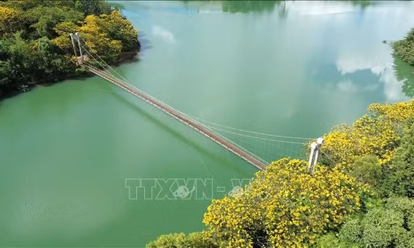 Phượng vàng rực rỡ bên cầu treo Đắk R’Tih