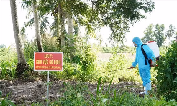 Cần Thơ tập trung khoanh vùng dịch tả lợn châu Phi