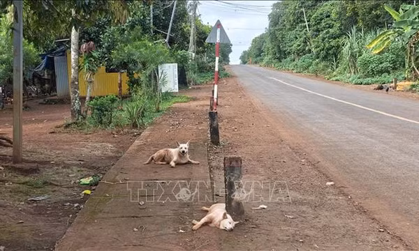 Một người tử vong sau khi bị chó hoang cắn
