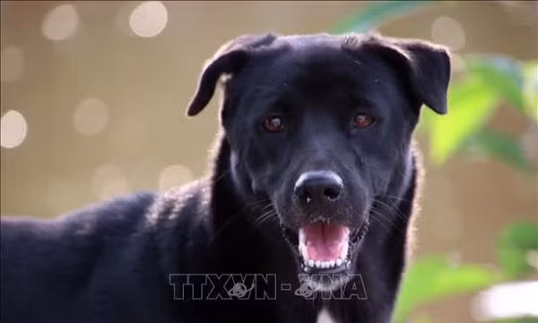 Chile 'xóa sổ' thành công bệnh dại lây truyền từ chó