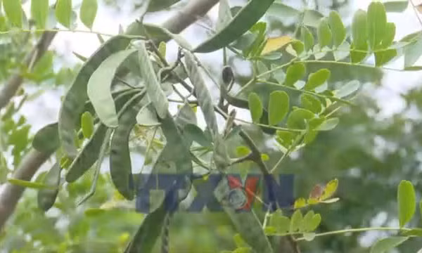 Cây bồ kết - Hướng đi mới cho kinh tế nông thôn