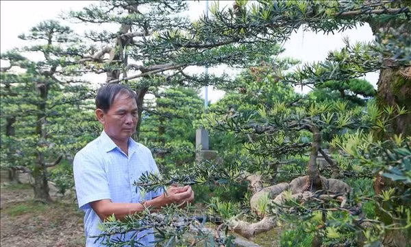 Người cao tuổi chung sức xây dựng nông thôn mới