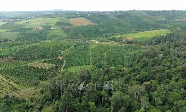 Lâm Đồng: Hơn 6.000 ha đất lâm nghiệp bị lấn, chiếm, sử dụng trái phép