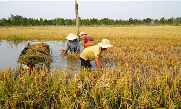 Lũ kết hợp triều cường gây ngập nhiều diện tích lúa ở Đồng Tháp