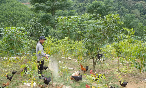 Đồng bào Chứt ở Rào Tre đổi thay từ sinh kế bền vững