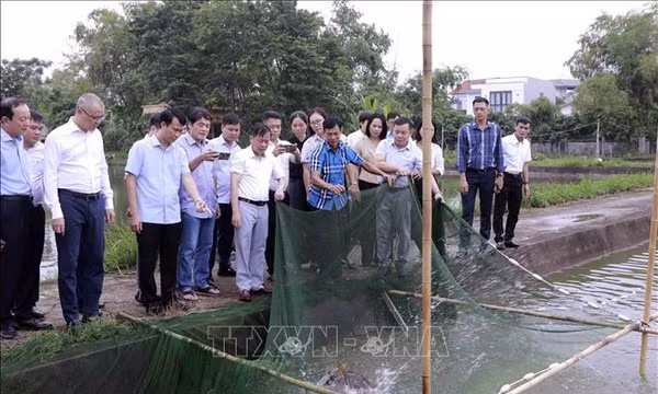 Phú Thọ: Hướng tới phát triển nông nghiệp giá trị cao