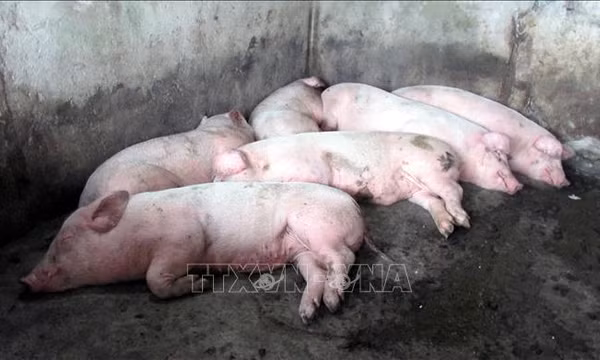 Ngăn chặn nguy cơ lây lan diện rộng dịch tả lợn châu Phi