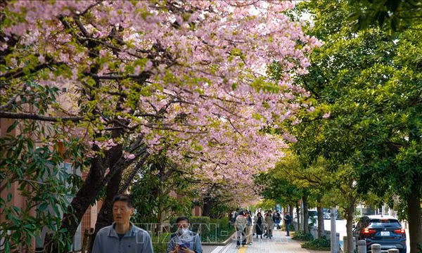 Kinh nghiệm tham chiếu cho Việt Nam từ việc Nhật Bản dùng AI phát hiện cây có nguy cơ gãy đổ