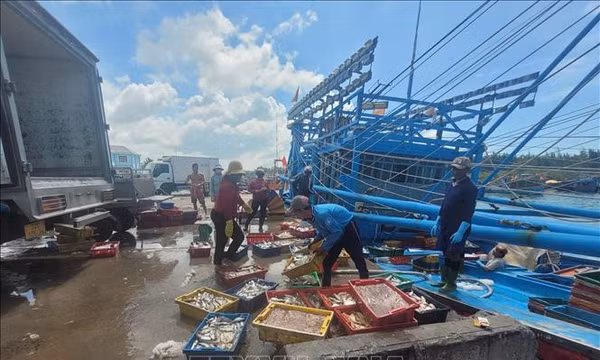 Lời giải căn cơ cho nghề cá Việt Nam - Bài 1: Bắt đúng 'bệnh' và tuân thủ nghiêm phác đồ điều trị