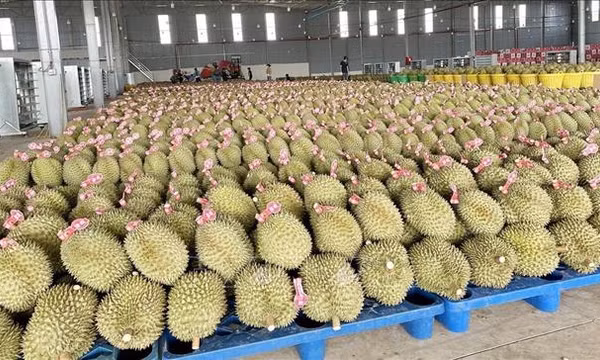 Đắk Lắk làm sạch dữ liệu đất đai, gỡ vướng mã số vùng trồng