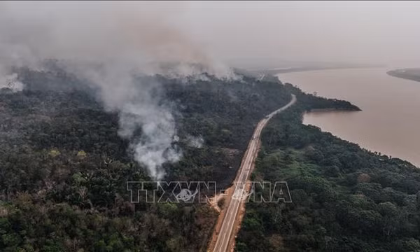 Khu vực rừng Amazon tại Brazil phát thải nhiều hơn so với hấp thụ khí CO2