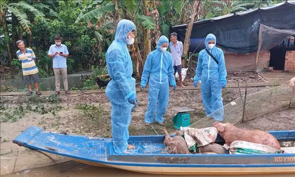 Cà Mau khoanh vùng, giám sát chặt các ổ dịch tả lợn châu Phi