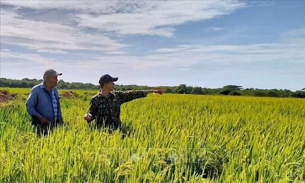 Cuba kêu gọi doanh nghiệp đẩy nhanh sản xuất lương thực