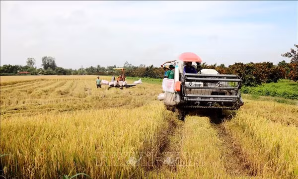 Cần Thơ chủ động bảo vệ gần 100.000 ha lúa trước mưa lớn, triều cường