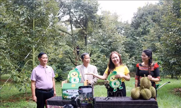 Đưa sầu riêng lên sóng trực tiếp: Tư duy mới trong tiêu thụ nông sản