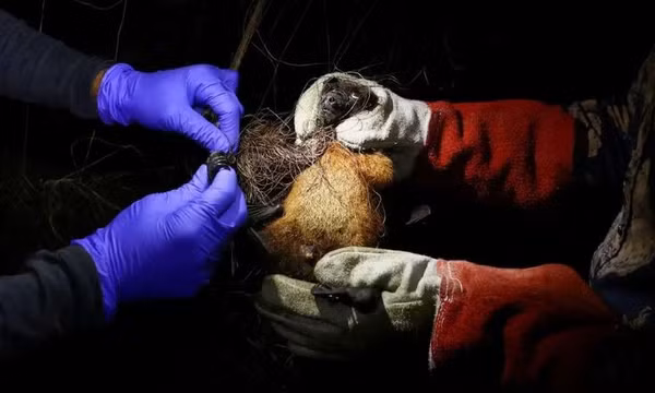 Bangladesh ghi nhận ca tử vong đầu tiên do virus Nipah