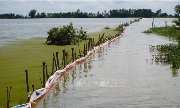 Chủ động ứng phó triều cường, giảm thiệt hại sản xuất nông nghiệp