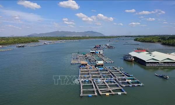 Lời giải căn cơ cho nghề cá Việt Nam - Bài cuối: Cơ hội lịch sử từ bước ngoặt gỡ 'thẻ vàng'