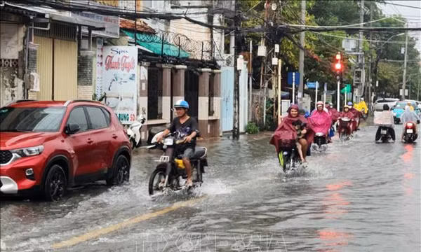 Triều cường dâng cao, Vĩnh Long chủ động bảo vệ vùng sản xuất