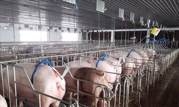 Đắk Lắk phê bình 35 xã, phường chưa kê khai hoạt động chăn nuôi