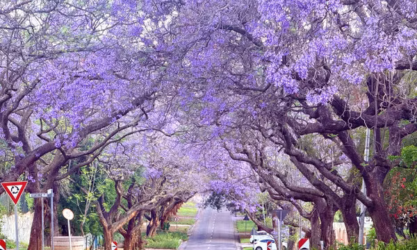 Sắc tím mê hoặc của loài hoa mang tên Jacaranda