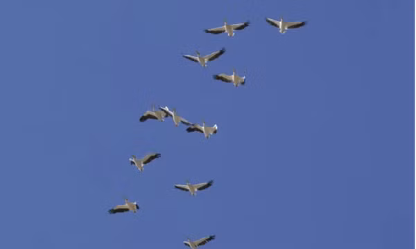 Nhầm đàn chim là UAV, Litva điều tiêm kích NATO xuất kích