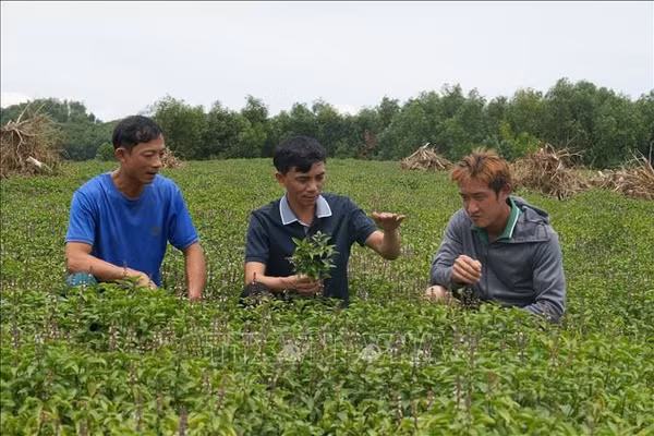 Biến lợi thế dược liệu bản địa thành ngành kinh tế xanh