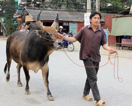 Lễ hội chọi bò Bảo Lâm ảnh 1
